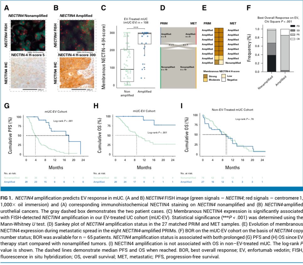 🔈Are NECTIN4 amplifications genomic predictors of EV responses? ✅NECTIN4 amp 96% BOR Nonamp 32% (<.001) ✅92% risk reduction for death (<.001) ⁉️Perhaps FISH might suffice without validation @ASCO @ASCOPost @myESMO @OncoAlert @DrYukselUrun @niklas_kluemper @yekeduz_emre