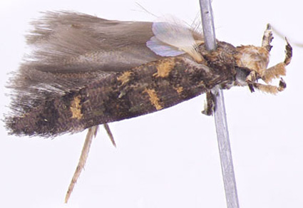 A new genus and two #newspecies of gelechiid moths (#Lepidoptera, Gelechiidae, Gelechiinae) from the East #Malaysia with unusual male secondary characters mapress.com/zt/article/vie… #Taxonomy #moths