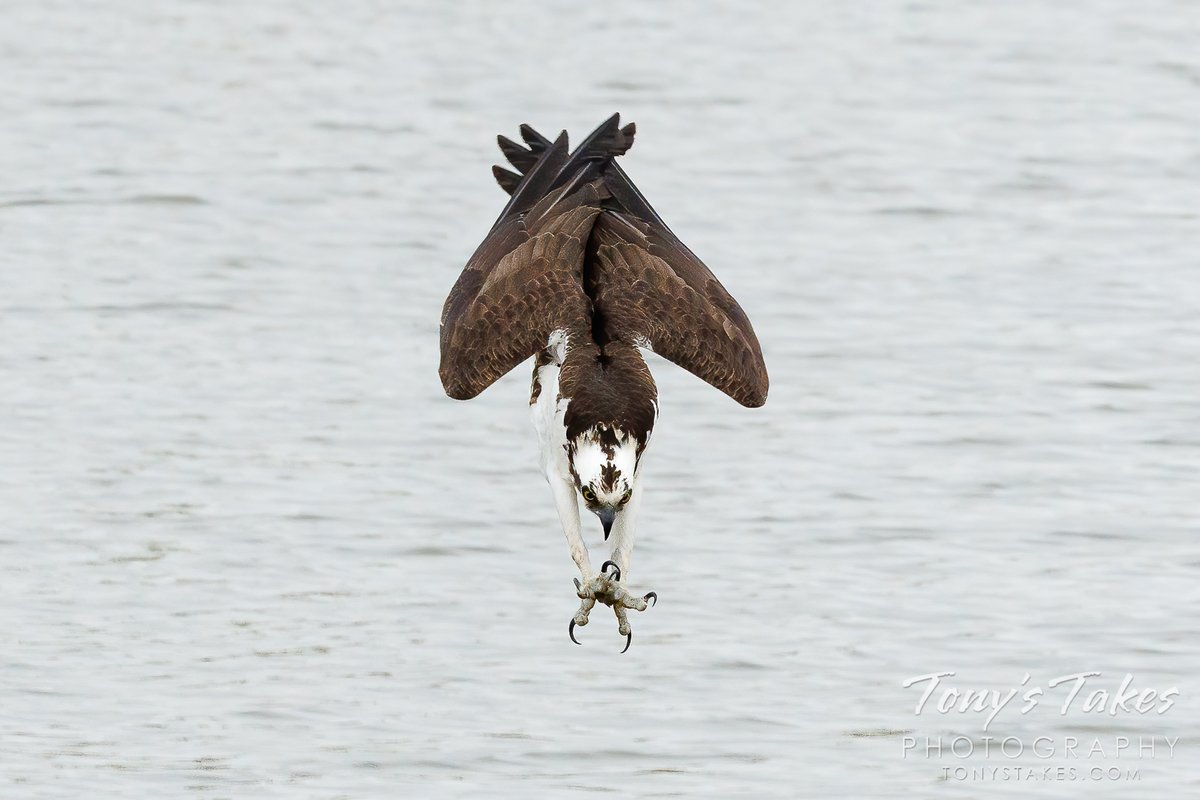 Death from above: Osprey extends its talons and prepares to grab breakfast. The fish below is about to have a really, really bad day. 😁 Taken at @COParksWildlife St Vrain State Park. #osprey #birding #fishing #wildlife #wildlifephotography #Colorado #GetOutside