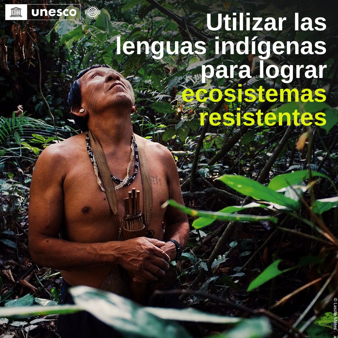 Los conocimientos indígenas son una fuente de sabiduría para desarrollar soluciones innovadoras en la lucha contra el hambre, el #CambioClimático y la protección de la #biodiversidad.

Protejamos las #LeguasIndígenas. Protejamos el medio ambiente.

es.unesco.org/idil2022-2032