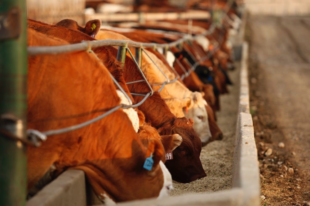 Klassen: Feeder cattle experience weather market. albertafarmexpress.ca/daily/klassen-…