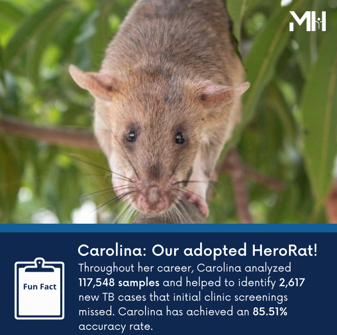 Here is another Fun Fact about our #HeroRat Carolina!

Picture Credit: Apopo HeroRats 

#StopTB #EndTB #InvestToEndTB #rat #rats #diagnosis #publichealth #globalhealth #Apopo #infectiousdiseases #newapproach #awareness #research #funfact #update