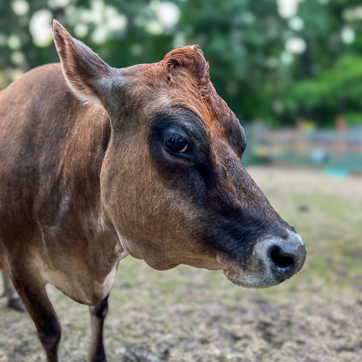 Ever noticed how some folks just wake up ready for the spotlight? That's Maisie for you! Our glamorous Jersey cow at Life With Pigs always looks like she’s stepped straight out of a beauty salon. Who else feels a little jealous that Maisie never has a bad eyeliner day?