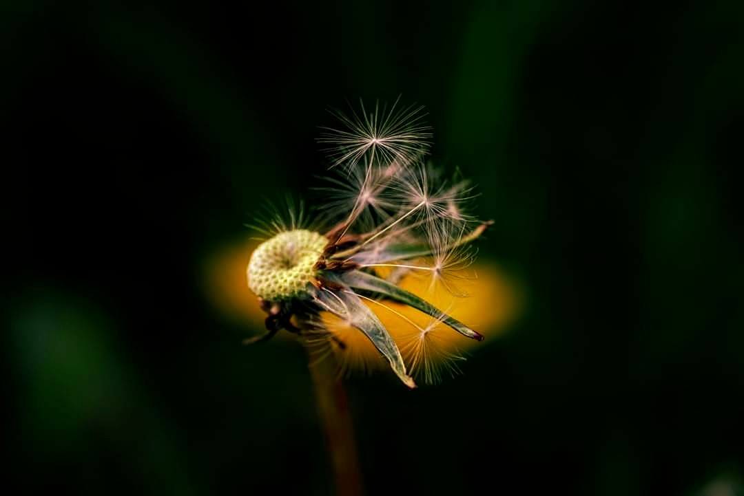 I really do love these dandelion flock especially at sunset just adds to the colour#lovedandelions#nature #wildflowers#thephotohour #macrophotography