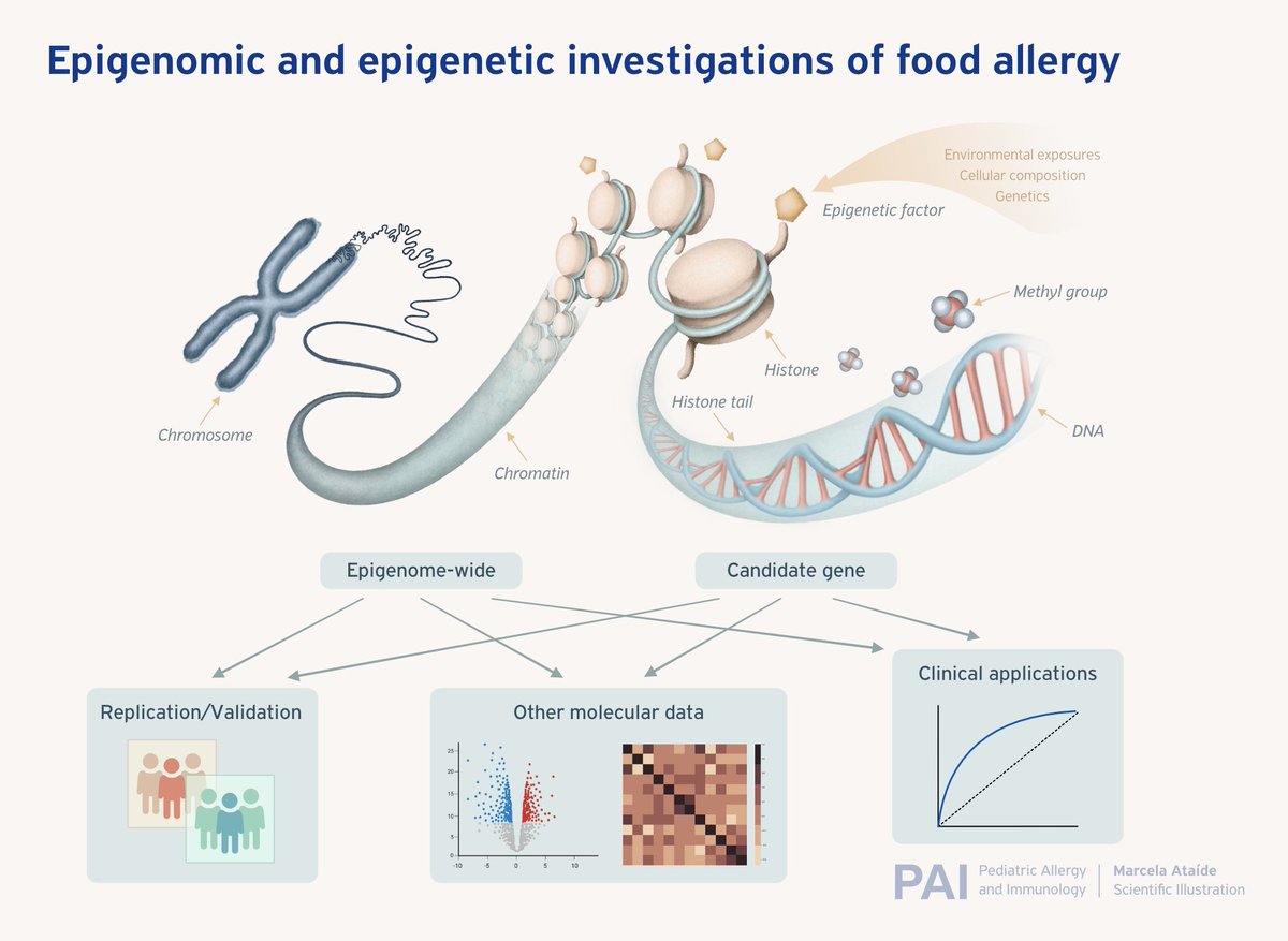 In the April Issue, there is an Editorial comment on “Epigenomic and #epigenetic investigations of #foodallergy”
🔗 doi.org/10.1111/pai.14…
#Epigenomic #PAI_Journal