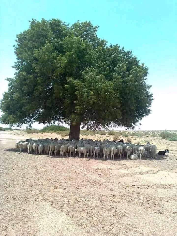 Value of 1 tree

#GreenIndia
#SaveTree