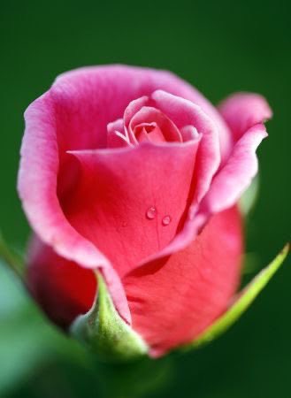Lovely rose from Google via Pinterest #rose #rosewednesday #nature 🕊🌿