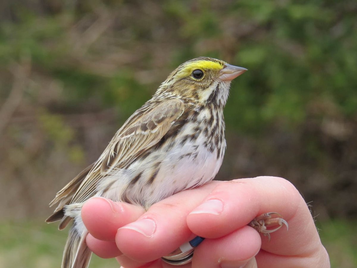 Male Savannah Sparrows are arriving from migration in the fog of the Bay of Fundy. Our research team @BSSkentisland is banding the males, mapping their territories, and recording their songs.