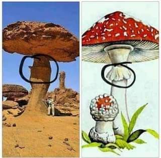 🍄A long lost, forgotten magical world of gigantic mushrooms.🍄