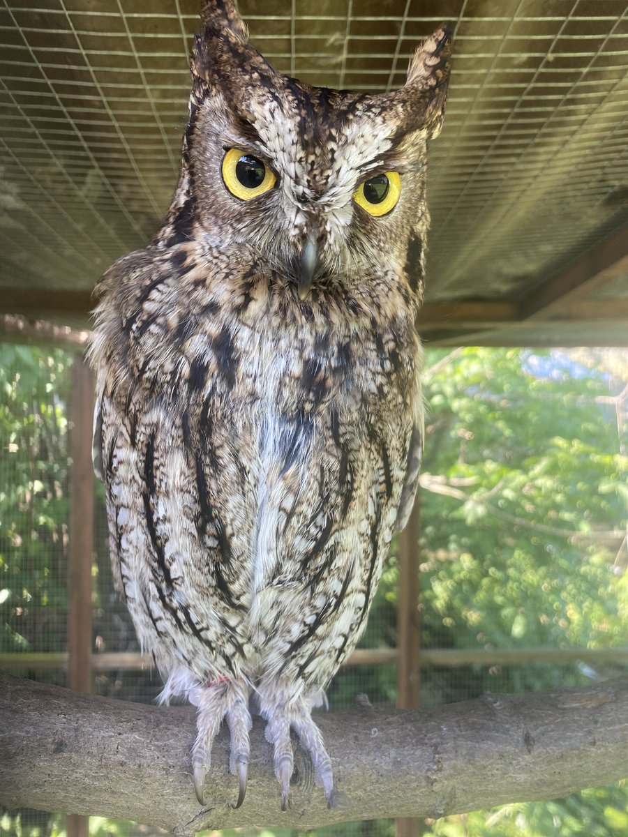 Apollo, our Screech Owl, has THE most intense stare! Isn't he adorable? With over 600 rescued residents here at the sanctuary please do consider, if you can, signing up for our £2 per month membership group - every penny means the world to us! #charity cafdonate.cafonline.org/4161#!/Donatio…