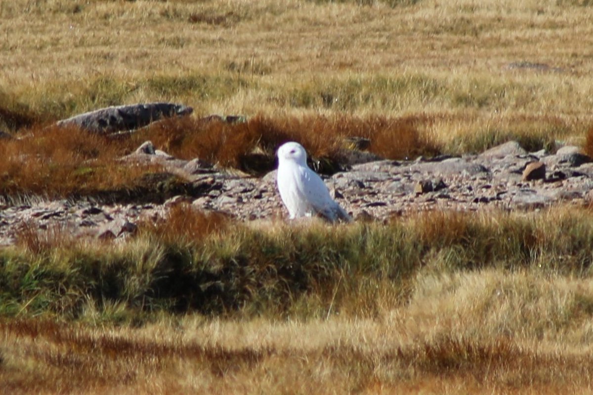 Another memorable Cairngorms' avian treat was seeing this ultra-rare snowy owl (Hedwig from Harry Potter) on the Ben Macdui/Cairn Gorm plateau. This very occasional visitor to the British mainland had taken up residence at the exact same place that others of its kind had done…