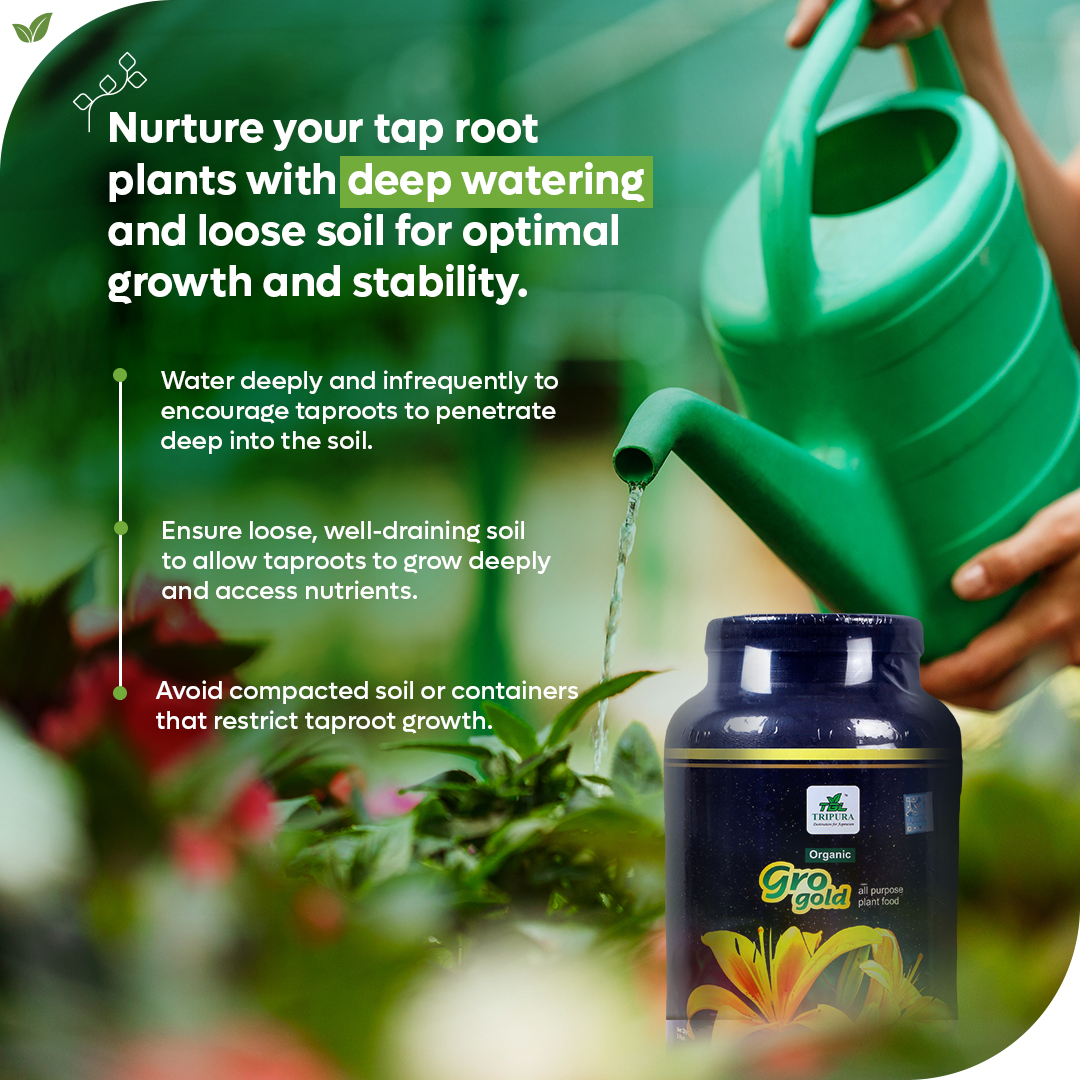 Transform your #taproot plants into thriving wonders with Tripura GroGold! 💧🌱 Nurture their growth with deep watering and #loosesoil, while providing essential #nutrients for optimal health. 

#gardeningtips #plantcare #healthygarden #growyourown #taprootvegetables #taproot