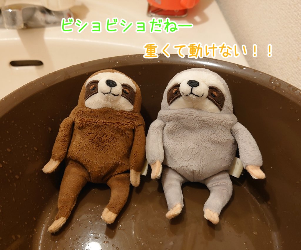 お顔が少し黒くなってきたのでお風呂に入った、なまけ🦥＆ぐれいちゃん🦥
いつもフワフワで軽いのにお水吸うと思わぬ重さに😂
アヒルちゃん浮かべてあげたらもっとお風呂が楽しめたかも…失敗した！

#もちなまけ #もち #なまけもの
#モリサカグローバル 
#お風呂