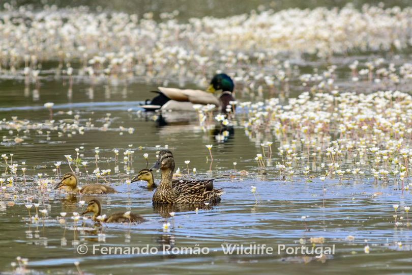 New life is starting in the Greater Côa Valley rewilding areas. Either on the river or on the lakes, it is now possible to see famílies of Mallard ducks exploring their aquatic habitat. 📸 Wildlife Portugal (membro da Rede Côa Selvagem)