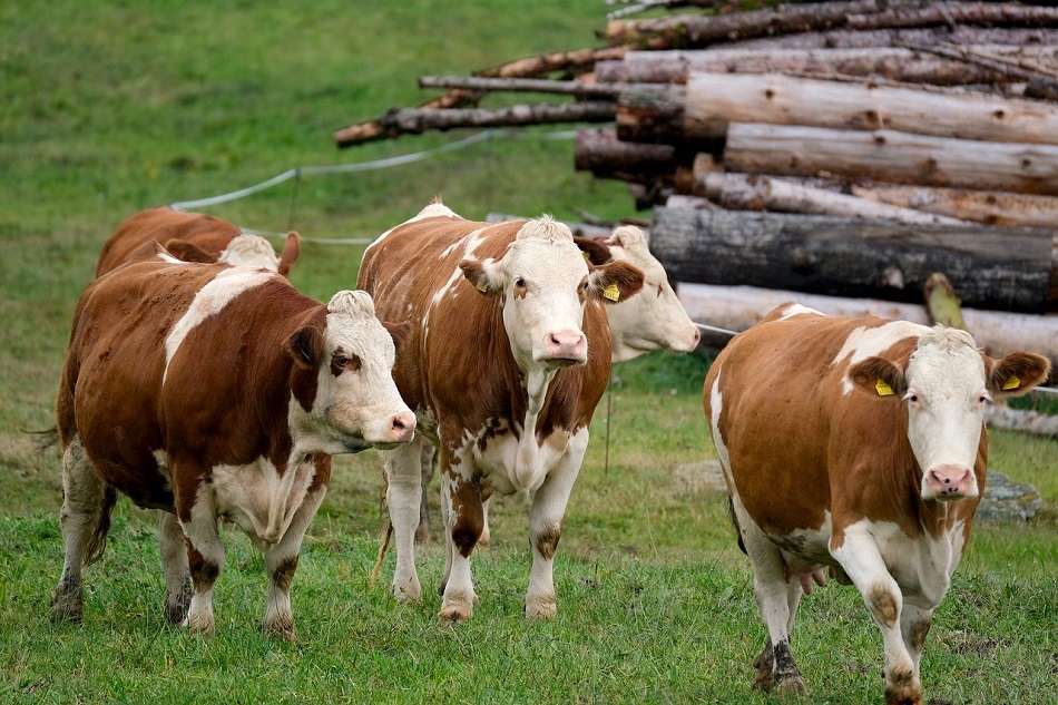 The Importance of investing in low-emission and resilient livestock production🐮 🔎Read the article here👇 meatthefacts.eu/home/activity/… #livestock #Sustainability #food
