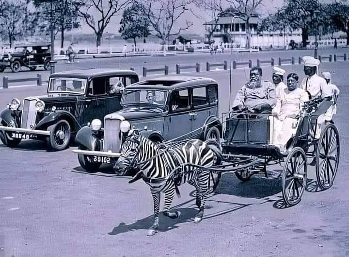 Zebra Cart In Calcutta, INDIA  : 1930s