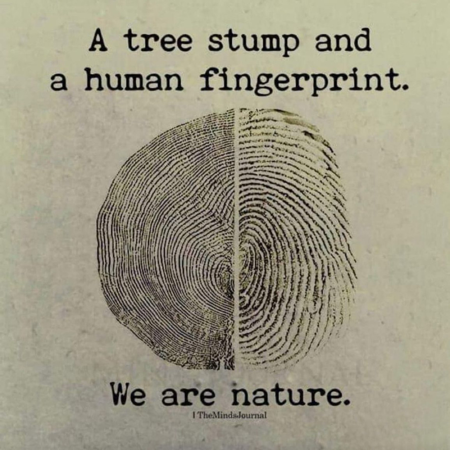 "Each fingerprint tells a unique story, just like the rings of a tree stump reveal its own journey through time." #fingerprints #nature #forensicscience #forensicscienceeducation