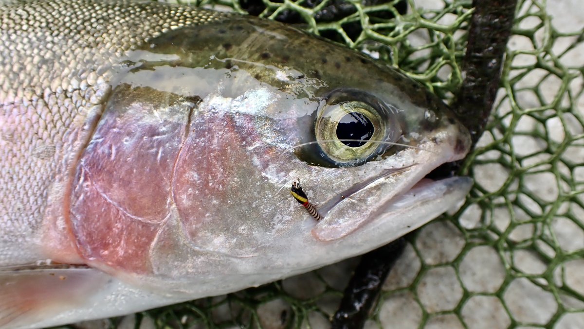 Wimbleball Fly Fishery tweet media