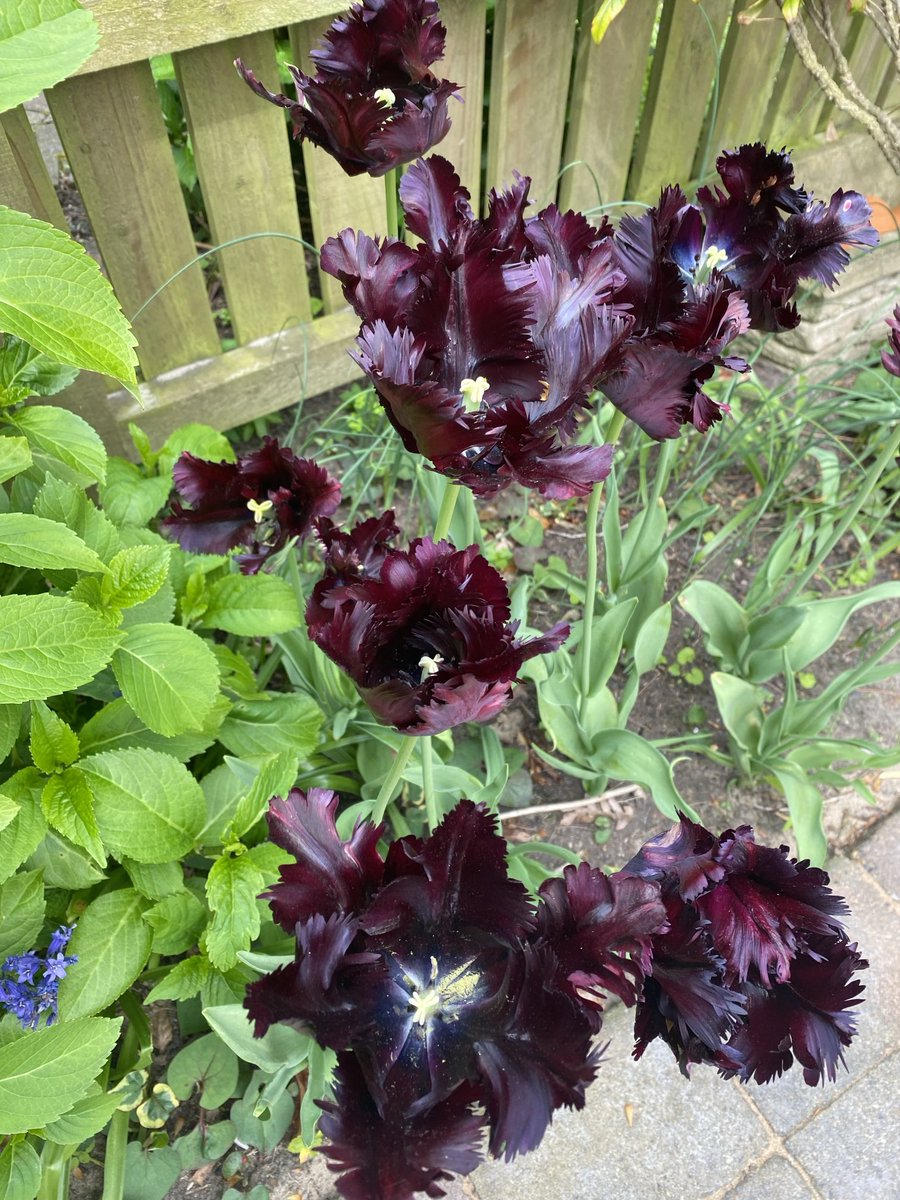 Wasn’t sure I’d like these almost black tulips, but I do! There will be more next year 🤔 Black Parrot.