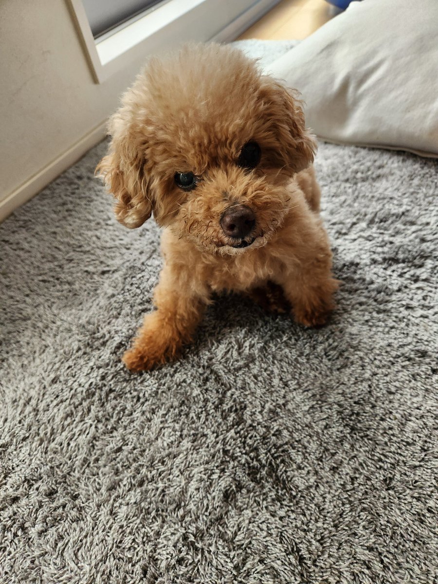 子犬のフリする１５歳