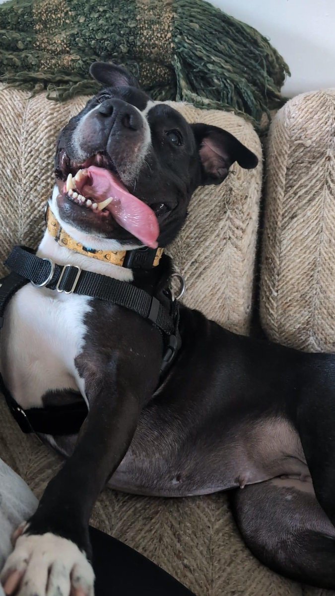 Happy, spunky nugget Olive went on a day trip! This smiley gal was curious and silly, but has pretty good manners and seems quite comfortable in a house. Olive has been waiting since January, but boy is she going to make an awesome bestie! tinyurl.com/meetacitydog #adoptme