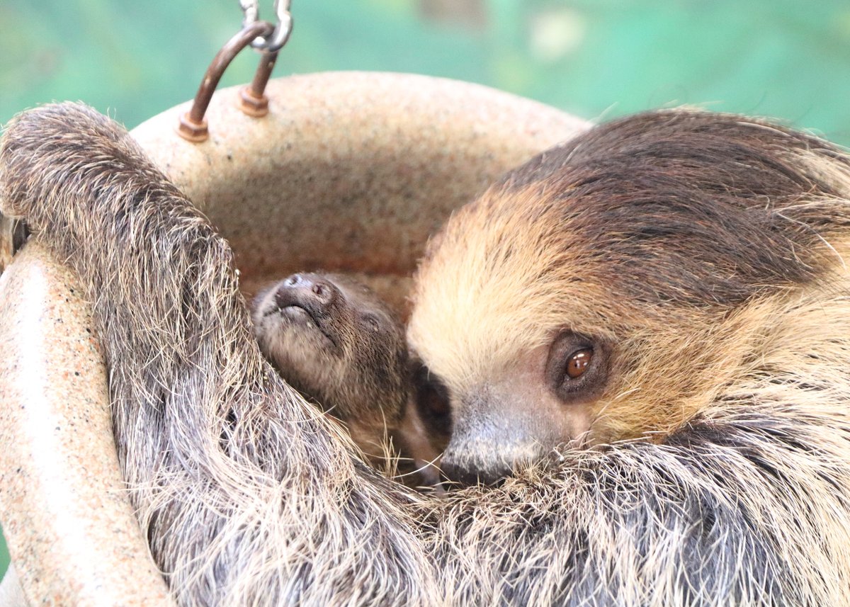 Make some memories at the zoo this Sunday. We're treating moms to free admission at Franklin Park Zoo and Stone Zoo on Mother's Day, May 12! Get details and buy tickets for the rest of the family here→ zoonewengland.org/engage/celebra…