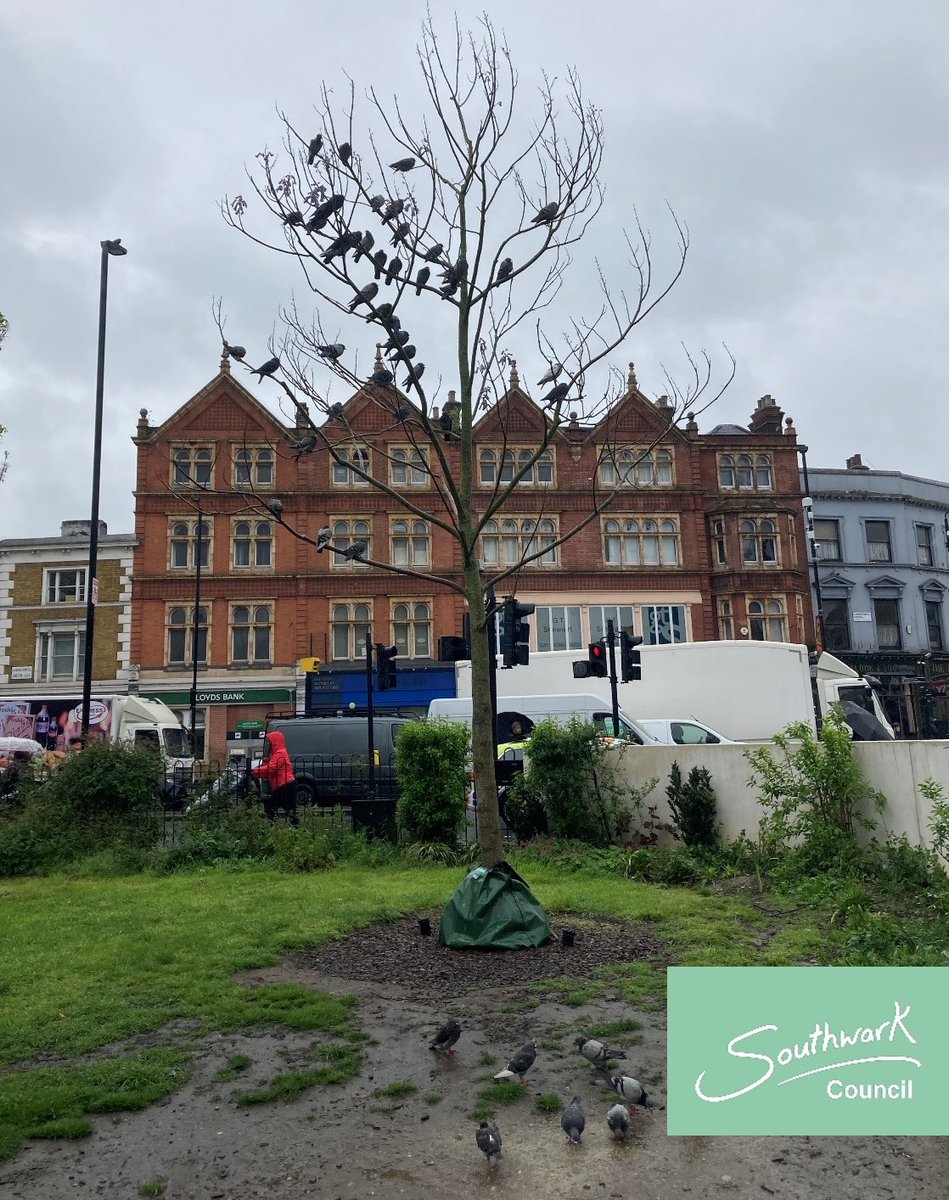 We're celebrating 100,000 trees being planted in Southwark by sharing some of our more noted examples. Today it's the Foxglove Tree on Camberwell Green. Native to China, this tree produces trumpet shaped flowers. It was chosen with the help of SE5 Tree Forum #SouthwarkTrees