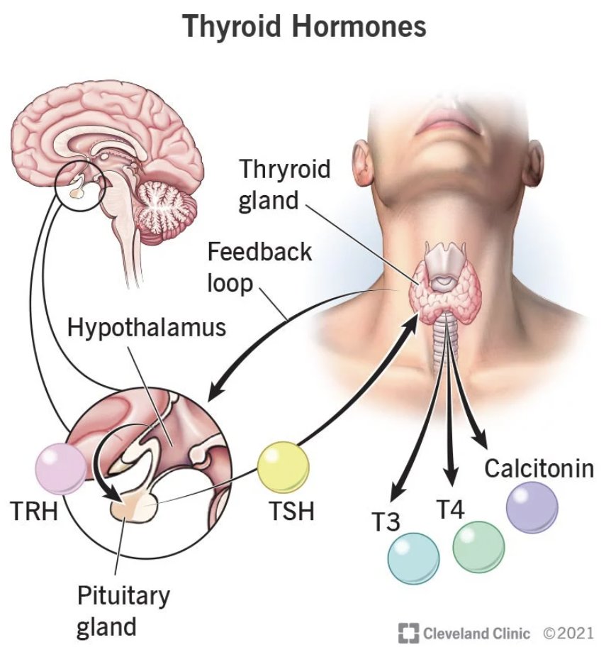 Your thyroid hormones (T3 & T4) control your METABOLISM. Here's how your posture plays a role: