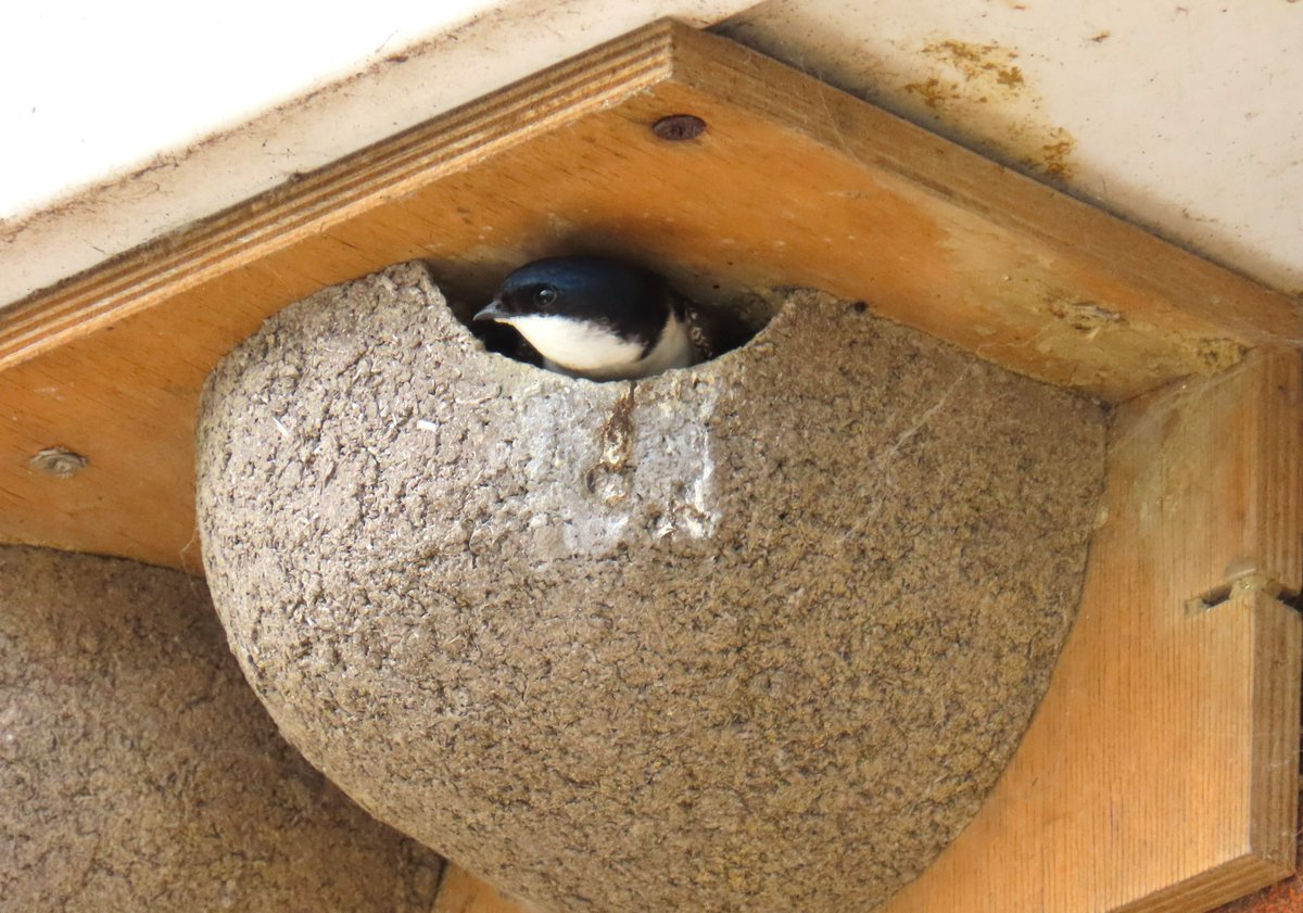 They're back! The first three pairs of House Martins has laid claim to three of the artificial nests on Itchenor Harbour Office. Hopefully we'll see more in the next few weeks. @SelseyBirder