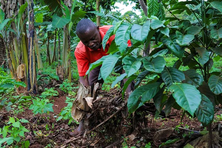 🎧Here is a podcast you shouldn't miss! 👉A Small-scale Farmer's Journey in the Development of Uganda's National #Agroecology Strategy. by @ESAFFUG buff.ly/44An7ab