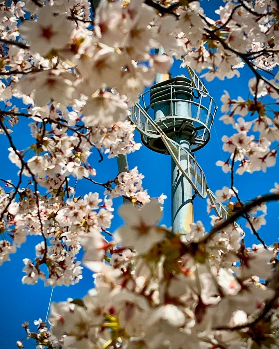 Hamilton's cherry blossoms, gone in a blink (Instagram:evclloyd) #HamOnt #Hamilton