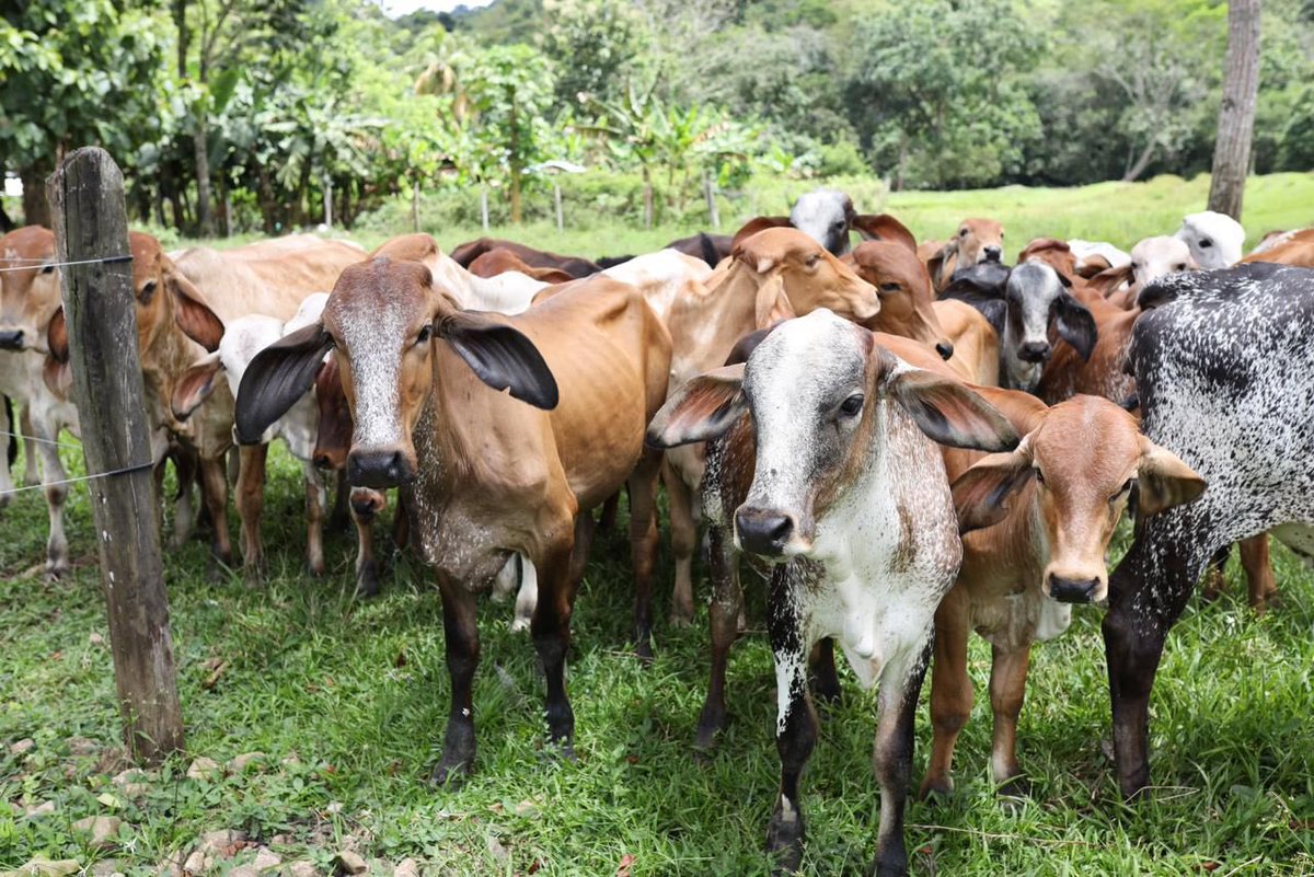 UEenColombia's tweet photo. A través de una Ruta por los eslabones de producción del queso 🧀, en la Finca Villa María conocieron cómo producen mediante buenas prácticas y modelos que conservan los recursos naturales, diversificando sus productos y promoviendo la seguridad alimentaria de sus comunidades. https://t.co/BONmF0Xo3u