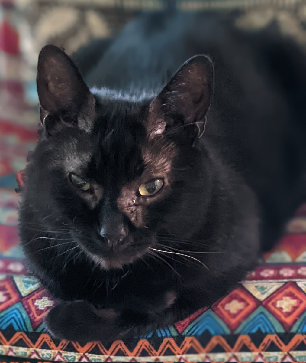 Eddie still has his one white whisker. #whiskerswednesday #CatsOfTwitter #CatsOnTwitter #CatTwitter #blackcats #panfursquad #moggies #catpics #minipanfur #RescueCats #voidcats #CatsOfX #CatsOnX #cats #wednesdaymorning #felineherpesvirus #eyeboogers