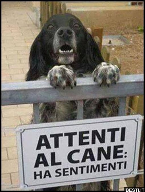 Un'empatia ed una sensibilità che gli umani non hanno.
Angeli custodi♥️
