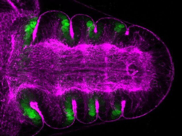 Leg folds of #drosophila model for studying how mechanical forces from cell proliferation co-ordinate with #NOTCHpathway to shape developing epithelium. Image & research by Alonso Rodríguez et al @estella_carlos lab @CBM_CSIC_UAM in @Dev_journal. On bpod.org.uk/archive/2024/5…