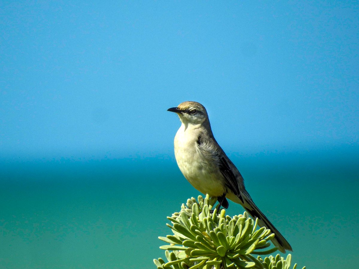 Tzenzontle, also known as the Mockingbird. Is a captivating songbird native to Mexico. Renowned for its remarkable vocal abilities, the Tzenzontle possesses an extensive repertoire that includes mimicking the calls and songs of other birds, creating a truly enchanting soundscape