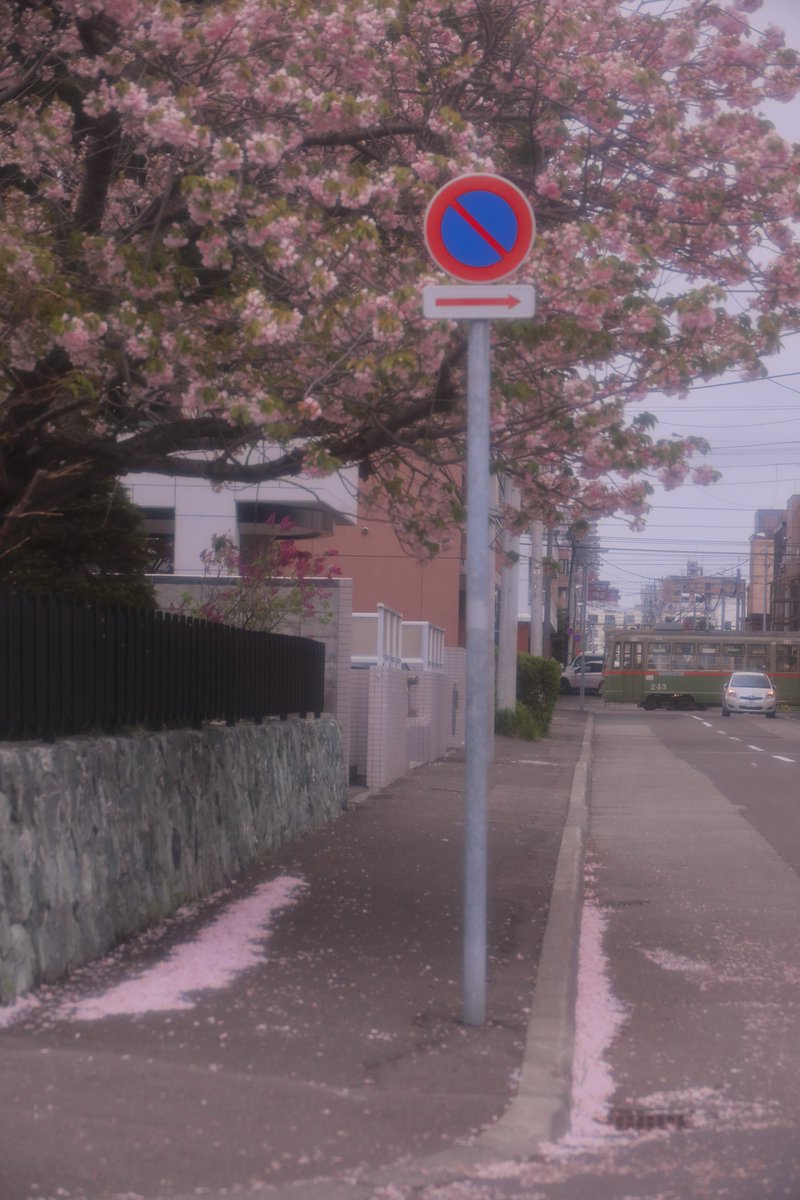 札幌の短い9ヶ月の風景も、ヤエザクラの花びらとともに去ってしまうのですね
最初の計画であれば、この景色も見られなかったのでしょう
ほんの少しの間、憧れを見せていただきありがとうございました。
2024年5月　札幌市電
#sapporo243