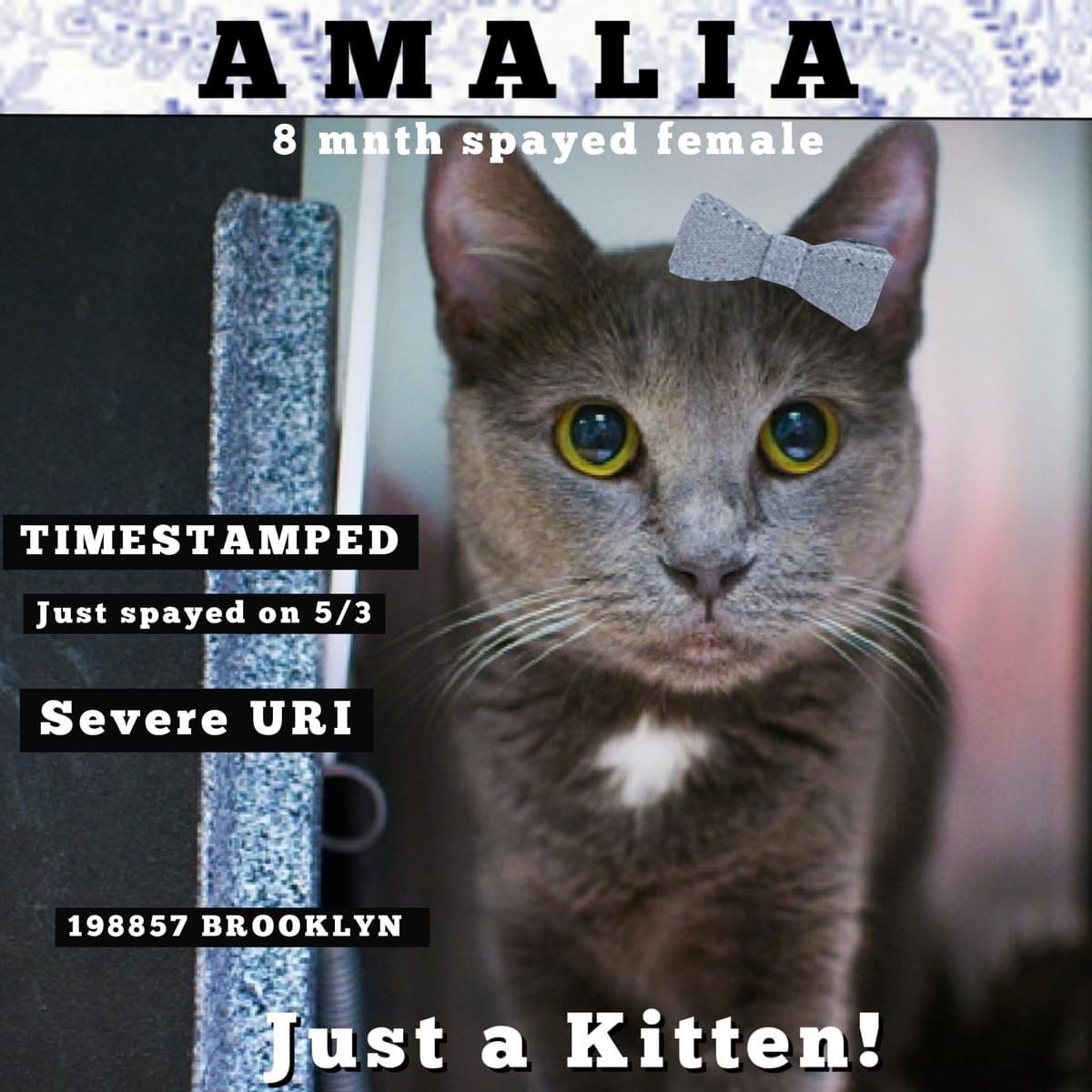 🆘Please RT-adopt-foster! 🆘 AMALIA is on the “emergency placement” list at #ACCNYC and needs out of the shelter by 12 NOON 5/9! #URGENT #NYC #CATS #NYCACC #TeamKittySOS #AdoptDontShop #CatsOfTwitter newhope.shelterbuddy.com/Animal/Profile…