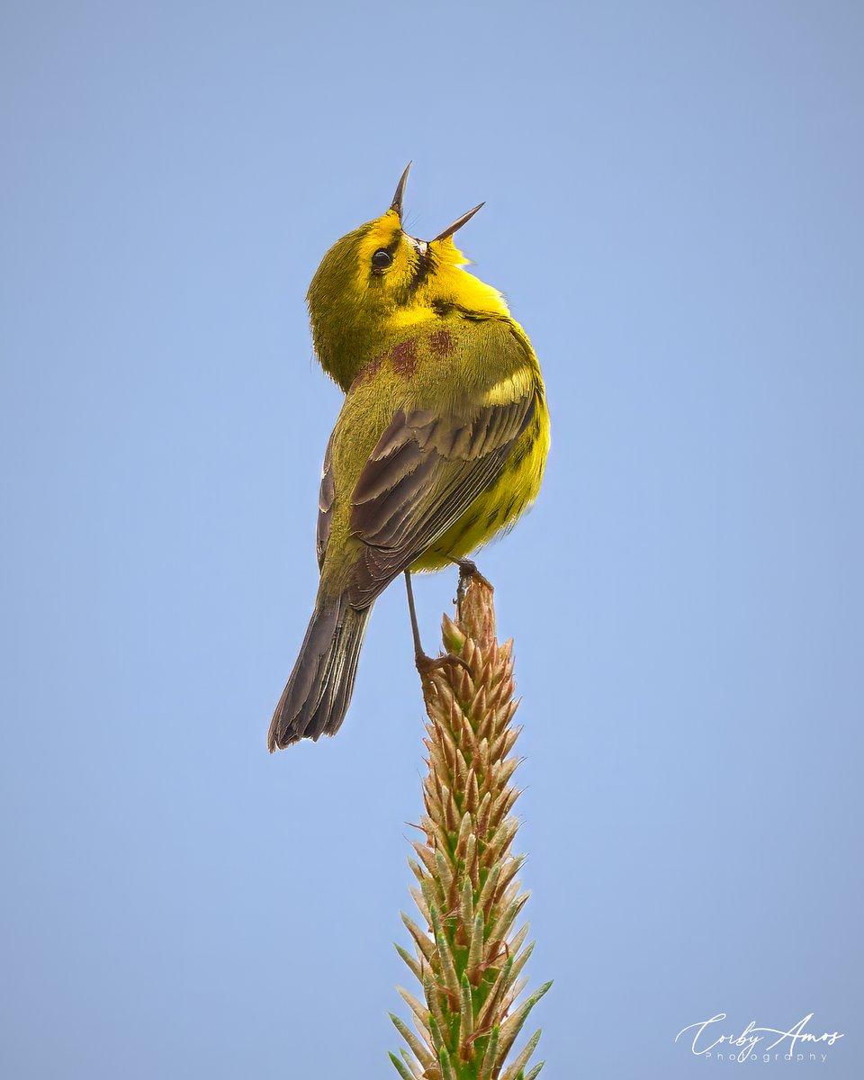 I love it when Prairie Warblers sing.
.
ko-fi.com/corbyamos
.
linktr.ee/corbyamos
.
#birdphotography #birdwatching #BirdTwitter #twitterbirds #birdpics #BirdsofTwitter