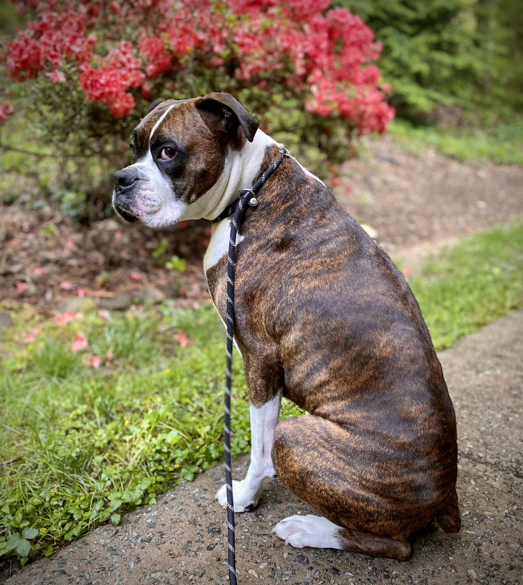 So happy it’s #WontLookWednesday! Gunner hopes you are having a great week! #DogsofX #BoxerDog #SpringFlowers #DogsofTwitter