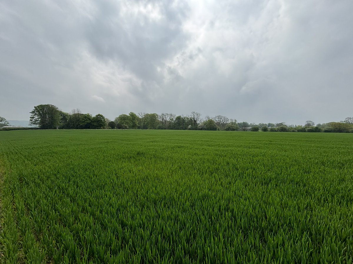 The Winter Wheats have picked up the fertiliser and have literally changed colour over night and it’s a joy to behold @AgriiUK #cropwalking #seriouspotential