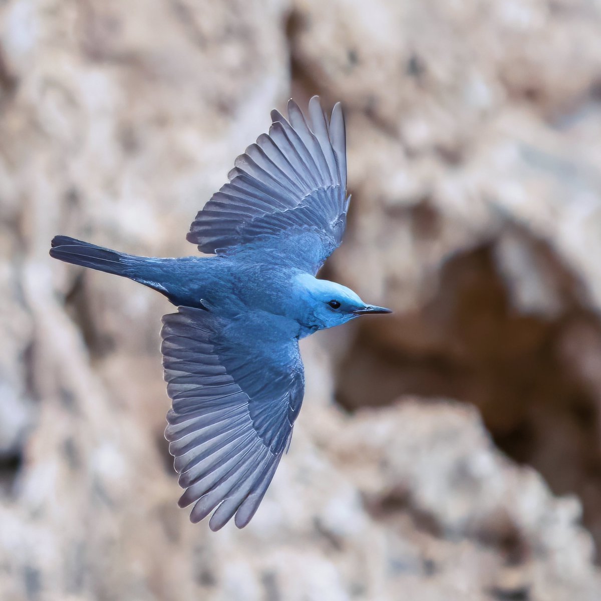 GÖKARDIÇ
Blue-Rock Thrush 

#trakus #birding_photography #birdingantalya #birdsofinstagram #nut_about_birds #kuş #bird #birdsonearth #1x  #bluerockthrush #bluebird #bluebirds