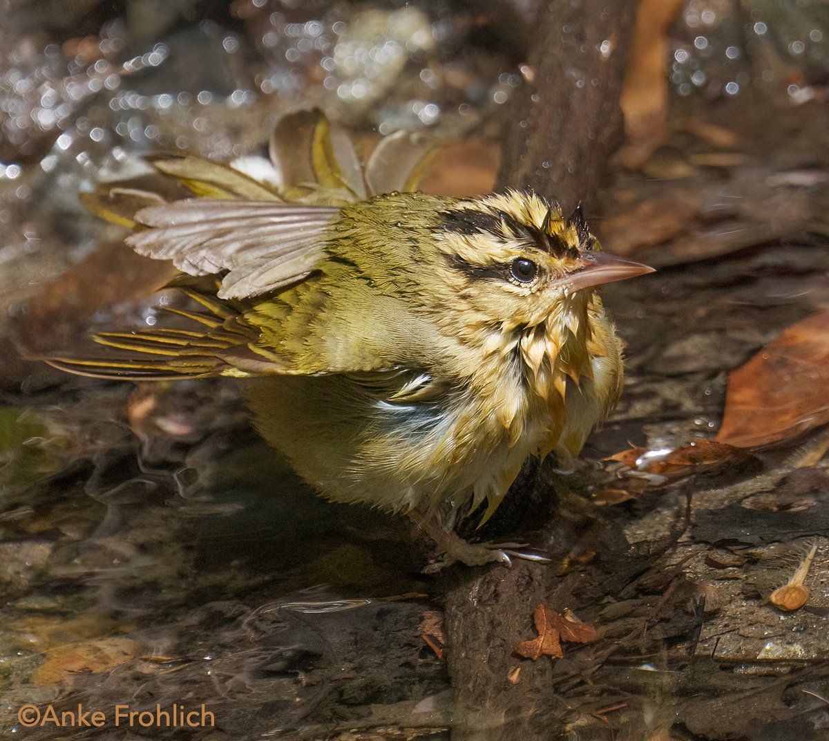 Worm-eating warbler drying off after a thorough bath in the Ramble. The wet look suits him very well 😍

#nyc #CentralPark #birdcpp #birdwatching #inaturalist #springmigration