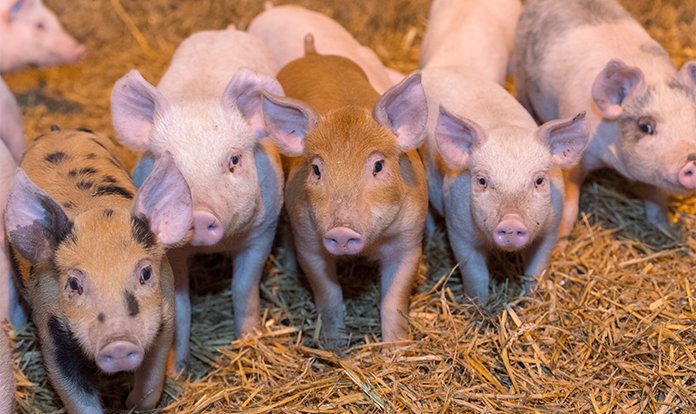 - @Cargill to showcase new Neopigg shield piglet starter feeds

𝗖𝗹𝗶𝗰𝗸 𝘁𝗼 𝗿𝗲𝗮𝗱 𝗺𝗼𝗿𝗲:👉 bit.ly/3wng48l

#agriculturesector #animalfeed #animalnutrition #emissionsreduction #energyefficiency #feedindustry #Nutreco #poultryproduction #sustainability