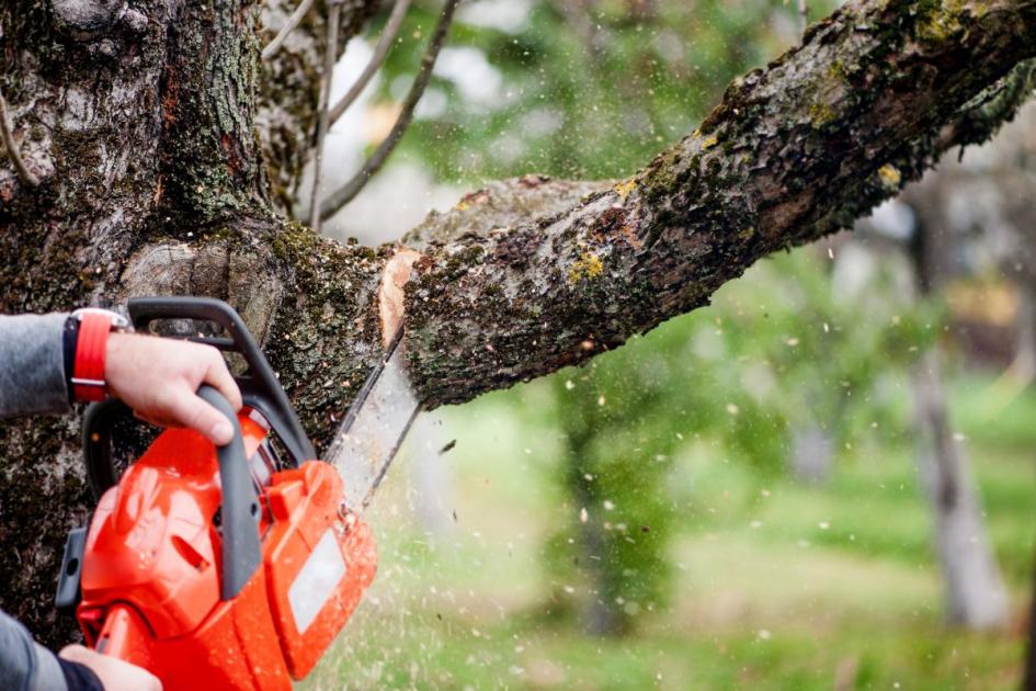 Can my neighbour cut my tree? Rights on overhanging branches dlvr.it/T6bLCf