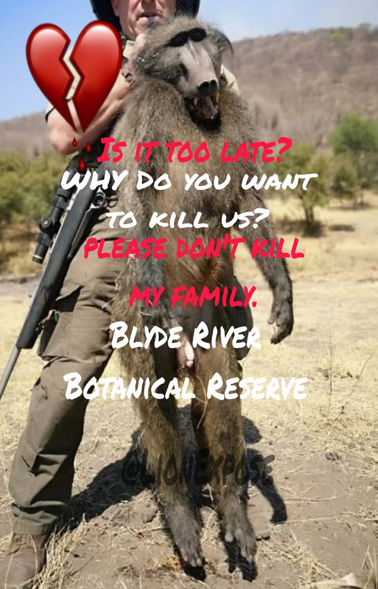 BABOONS! Troop slaughter permit 'dubiously' approved! Blyde River Botanical Reserve is set to be a Bloodbath LEDET 'allowing' silencers so they can slaughter them while feeding or sleeping. Multi lodge owner told LionExpose 'We oppose this & where not consulted'. Is it too late?