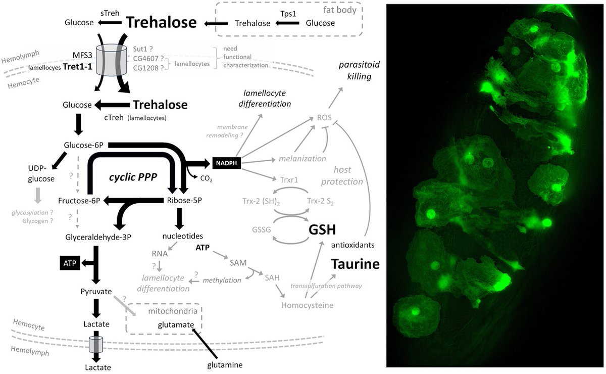 Metabolic shifts during response to #pathogens. Study of #immune cell activation in infected #Drosophila larvae shows that increased glucose & #trehalose uptake, & flux through the PPP, are important for #ImmuneResponse & host protection #PLOSBiology plos.io/3UtBrwN