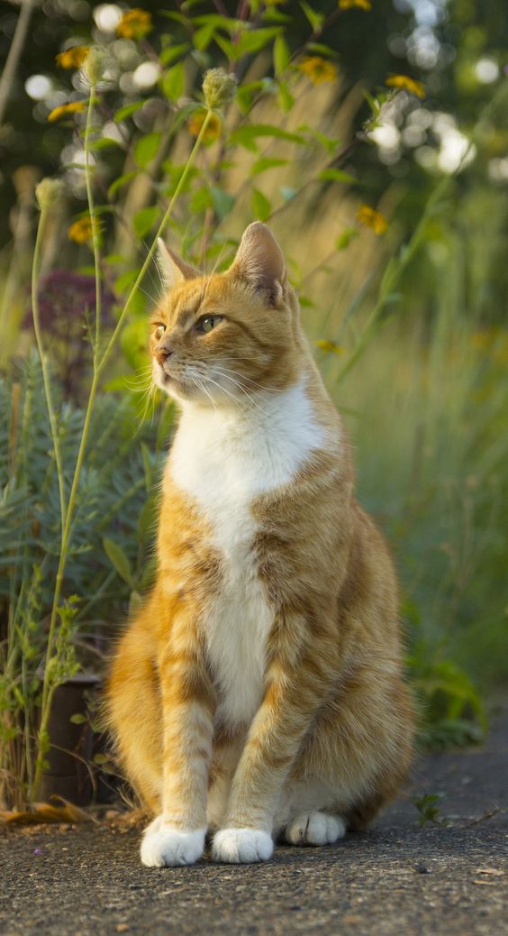 With a fur coat as fiery as their personality, ginger cats sure know how to stand out. 🔥 #adorablecats #catpics #kittens #kittenlove #kitty #cats #catlife #meow #catlove #catloversclub #cutecats #gatos #animals #CatsofTwitter #Caturday #Purrtacular #gingercats