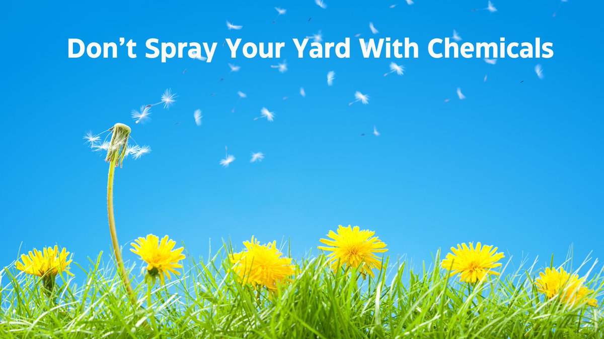 There is a positive trend to NOT spray yards for weeds and pest control. This trend makes me very happy because I have observed yards all over my town. Those yards that have been sprayed look sick and fake while those that aren't look healthier and more diverse in the long…