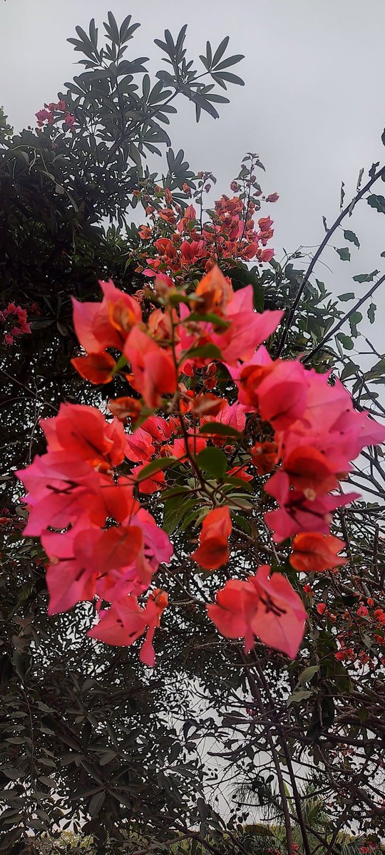 Flower Media- Bougainville